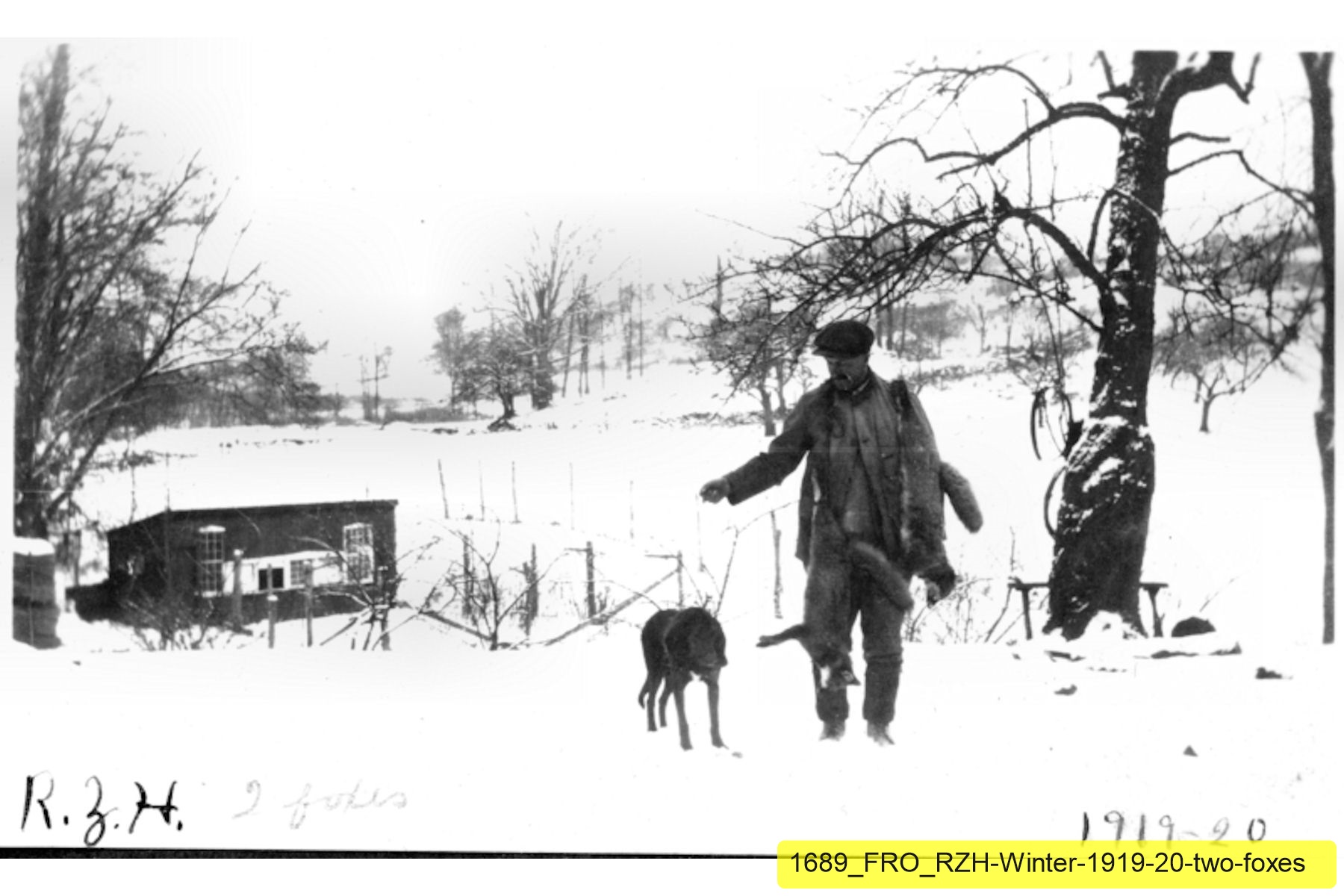 1689_FRO_RZH-Winter-1919-20-two-foxes.jpg