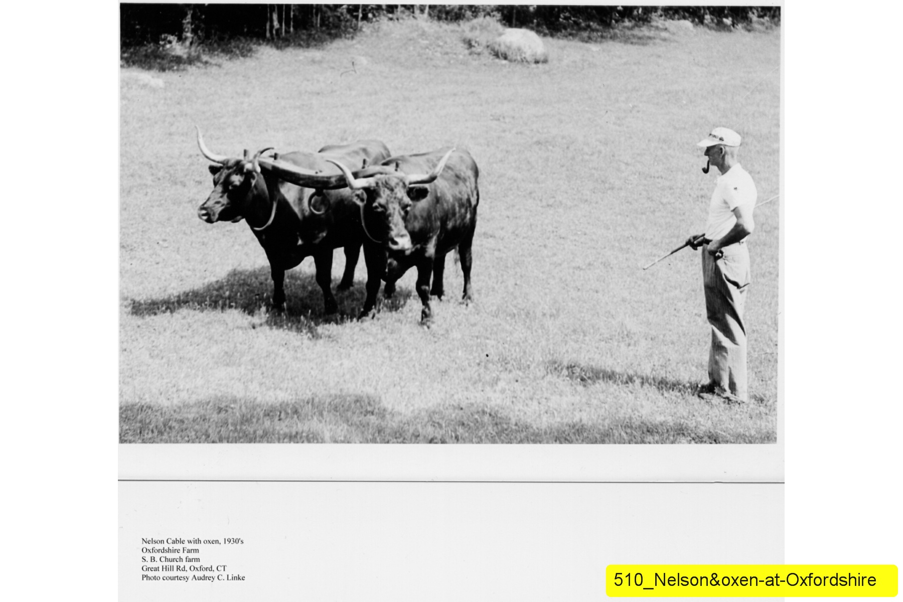 510_Nelson&oxen-at-Oxfordshire.jpg