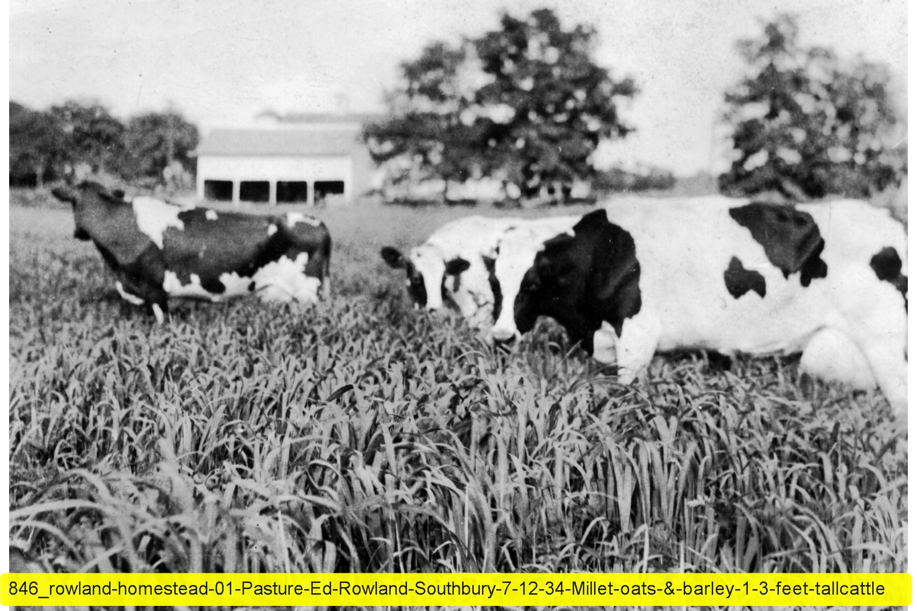 846_rowland-homestead-01-Pasture-Ed-Rowland-Southbury-7-12-34-Millet-oats-&-barley-1-3-feet-tallcattle.jpg